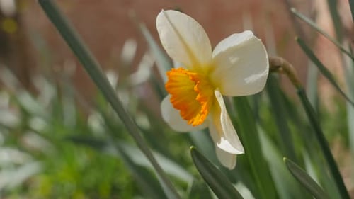 Yellow and white Narcissus poeticus bud in the garden 4K 2160p 30fps UltraHD footage - Beautiful Na