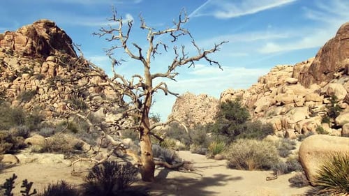 Desert Landscape with Leafless Tree and Rock Formations