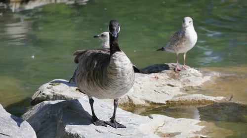 Canada Goose near Water with Seagulls