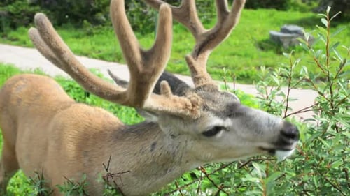 Hirsch 2