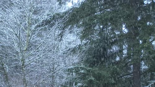 Snowfall in Forest of Bare and Evergreen Trees