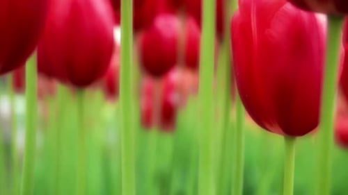 Field of Bright Red Tulips Blooming in Spring