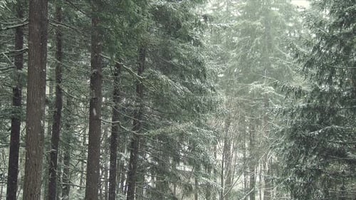 Snow Fall In A Forest