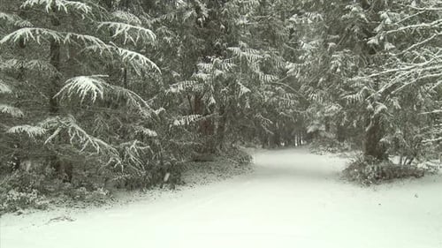 Snow Covered Forest Road In Winter