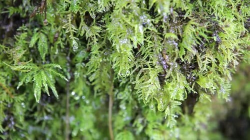 Wet Forest Time Lapse