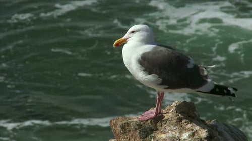 Seagull Sitting On A Rock By The Ocean