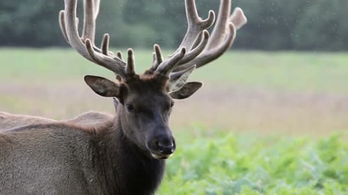 Dos alces