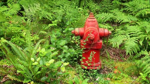 Red Fire Hydrant Surrounded by Greenery