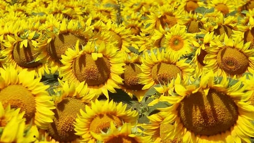 Campo de girasoles 2