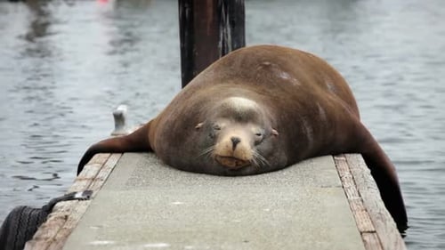 Resting Sea Lion