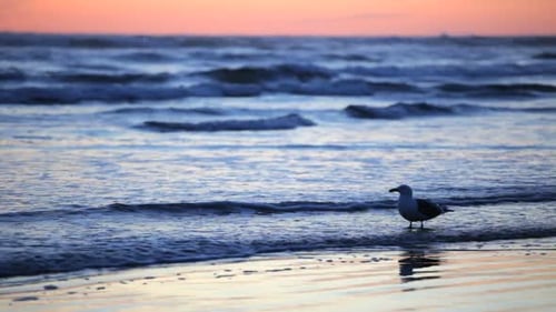 Seagull On The Beach