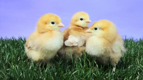 Three Fluffy Baby Chicks on Green Grass