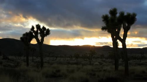 Joshua Tree, Time Lapse 2