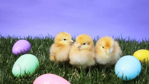 Cute Yellow Chicks with Easter Eggs in Grass