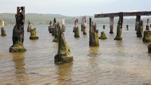Pier Pilings 1