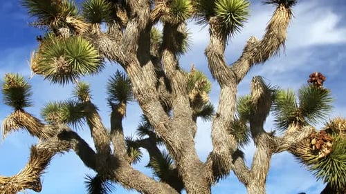 Joshua Tree In Mojave Desert 1