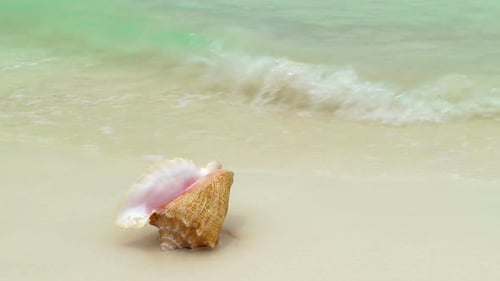 Conque sur la plage de Cancun