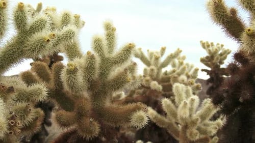 Cholla Kaktus 1