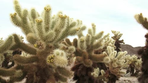 Cholla Kaktus 2