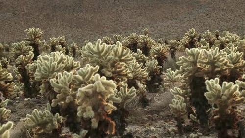 Cholla Kaktus 3