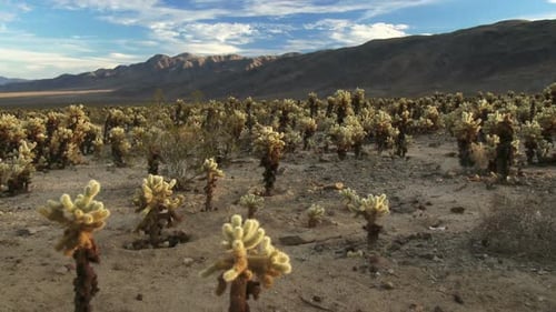 Wüste voller Cholla Cactus 2
