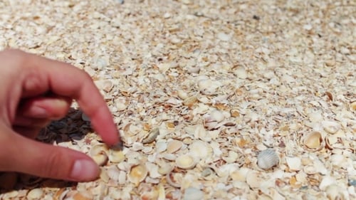 A Man's Hand Takes Seashells On The Beach.