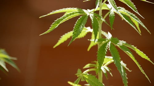 Maryjane Cannabisblätter