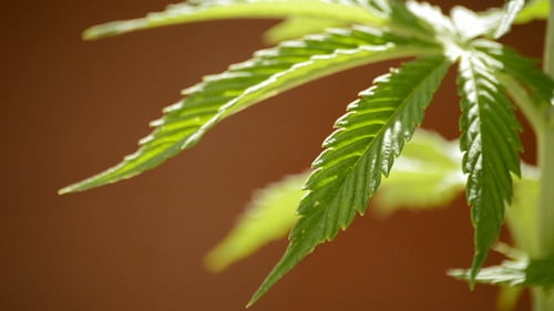 Maryjane