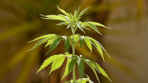 Maryjane-Pflanze