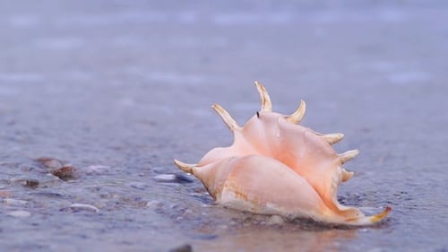 Muschel am Strand