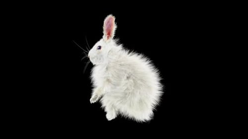 Fluffy White Rabbit Animated Waving and Gesturing