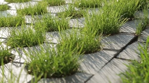 Grass Growing in Stone Paver Pathway