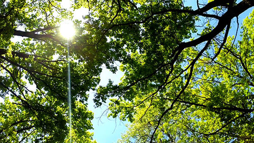 Sun Through Green Trees