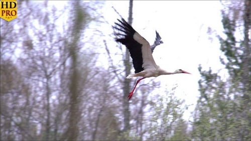 Ein Weißstorch breitet seine Flügel aus