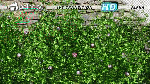 Organic Vines and Pink Flowers Growing Animation