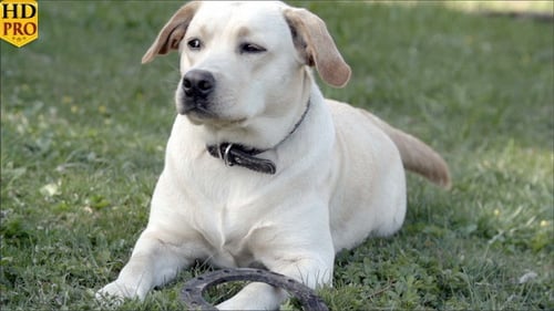 Adorable Labrador Retriever Relaxing on Grassy Lawn