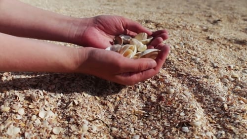 Die Hand eines Mannes nimmt Muscheln, Sand am Strand