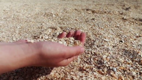 A Man's Hand Takes Seashells, Sand On The Beach