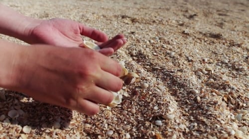 Die Hand eines Mannes nimmt Muscheln, Sand am Strand