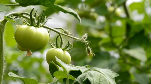 Tomatenfrucht im Gewächshaus