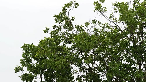 Tree Branches Swaying Heavily in the Wind