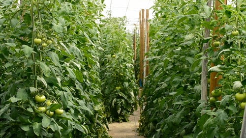 Green Tomato Plants Growing in a Greenhouse