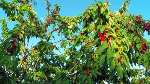 Cherry Garden at Sunset