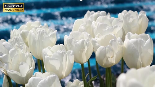 White Tulips Blooming by a Water Fountain