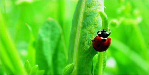 Ladybug Crawling on Leaf in Garden