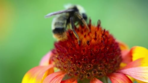 Working Bumblebee