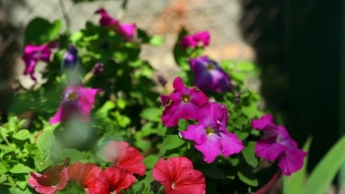 Beautiful Red and Purple Flowers Blooming