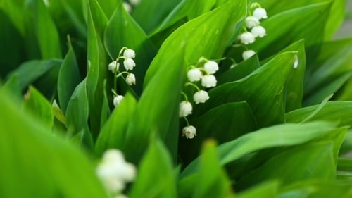 Lily Of The Valley