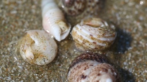 Tiny Hermit Crabs