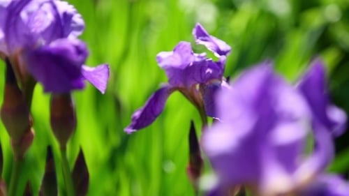 Iris Flower